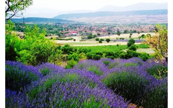 Lavanta Kokulu Bir Kaçamak-image