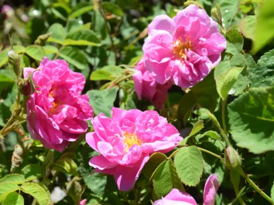 Uluslararası Isparta Gül Festivali 